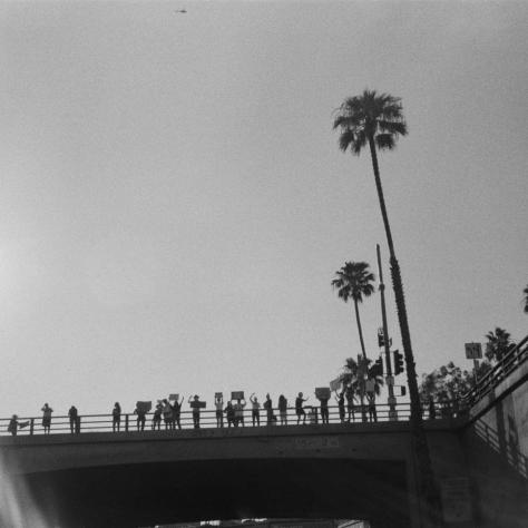 Black and white photo of palm trees. 