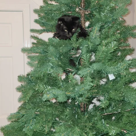 Still Photographer Daniel McFadden's cat in the tree