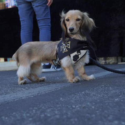 Small dog with bandana on. 