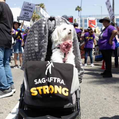 Dog in stroller at rally. 