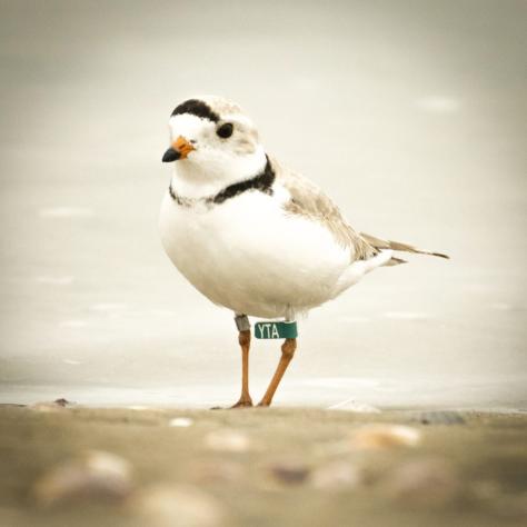 Bailey earned a gold star as a citizen/scientist finding and reporting a tagged endangered piping plover (above). The USGS Bird Banding Lab and the Virginia Tech Shorebird Program were thrilled to get the info, banding the bird in July 2018 on Cape Hatteras National Seashore, NC.