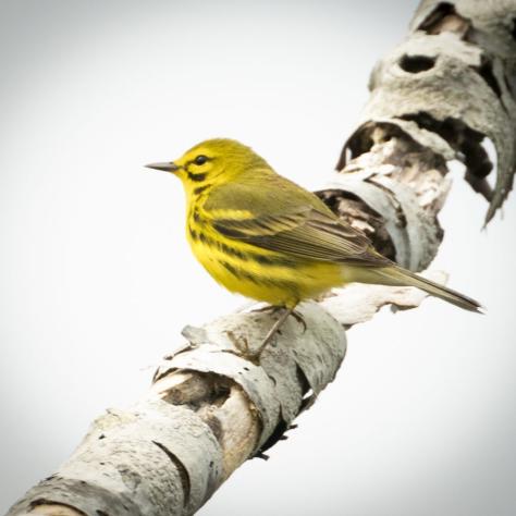 A prairie warbler.