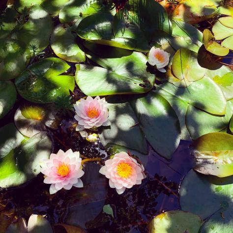 March: I spent the first month of the lockdown, and almost every day since, working in the yard, mowing the lawn and looking for frogs in my little pond. At last count we had five big croakers!