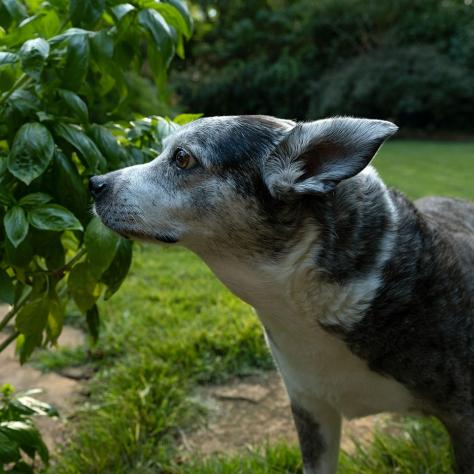 June: My rehab partner was our dog, Bluebell. She has joint issues, too, so we were the perfect pair for slowly walking up and down the block.